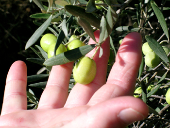 Olives, oliveraie, formation agricole, machines agroalimentaires, équipements agroalimentaires, agro-industriels, équipements agro-industriels, agroalimentaire, agroalimentaire méditerranéen, méditerranée, agriculture, agriculture méditerranéenne, agriculteurs, agriculteurs méditerranéens, alimentation, pêche, pêche en méditerranée, maghreb, agriculture au maghreb, agriculture marocaine, agriculture tunisienne, agriculture algérienne, aquaculture, aquaculture méditerranéenne, produits laitiers, lait, céréales, blé, champs, bétails, fruits, légumes, fruits et légumes